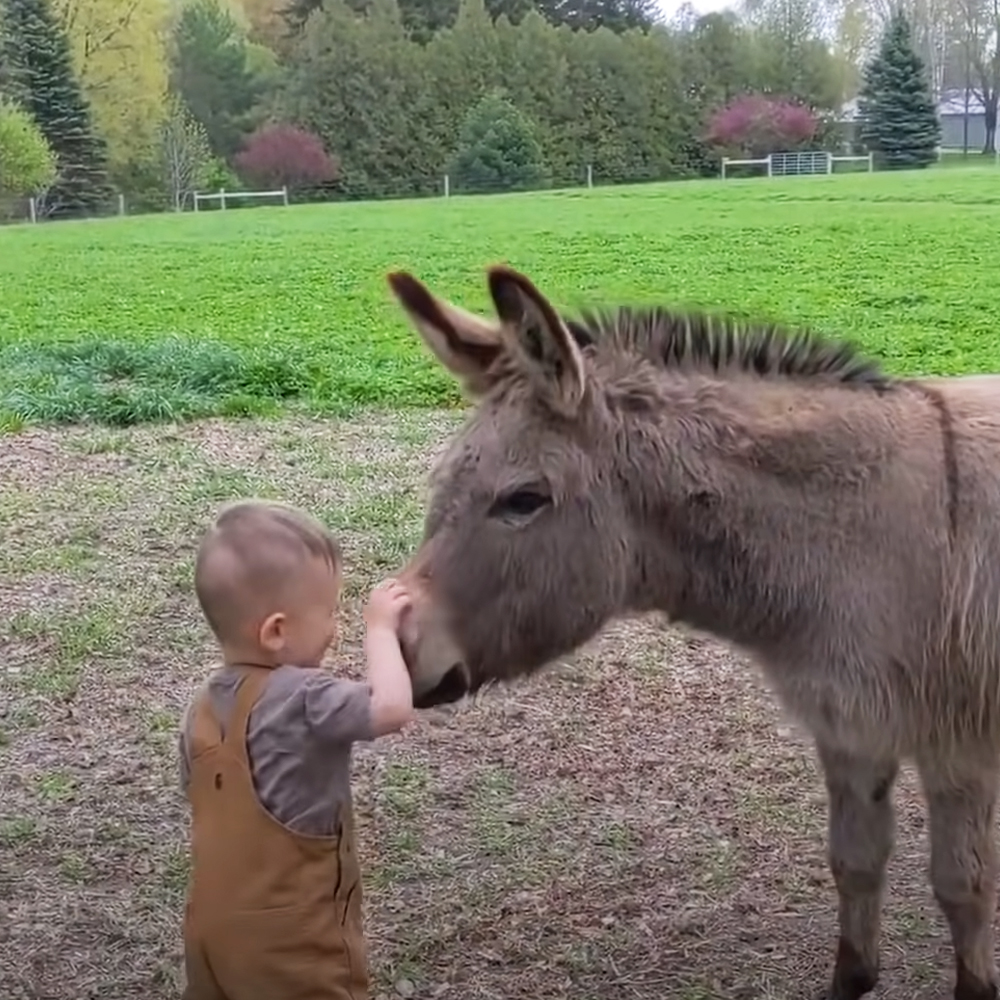 Donkey Follows His Little Human Brother Everywhere He Goes